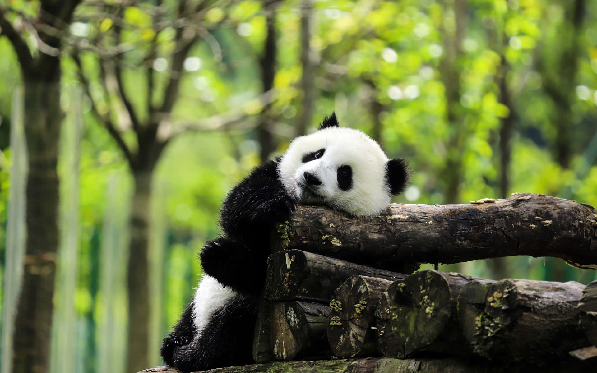 Giant Panda Pile Of Logs Background