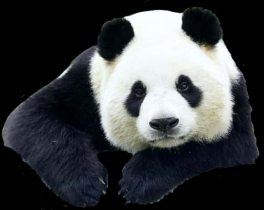 Giant Panda Portrait PNG