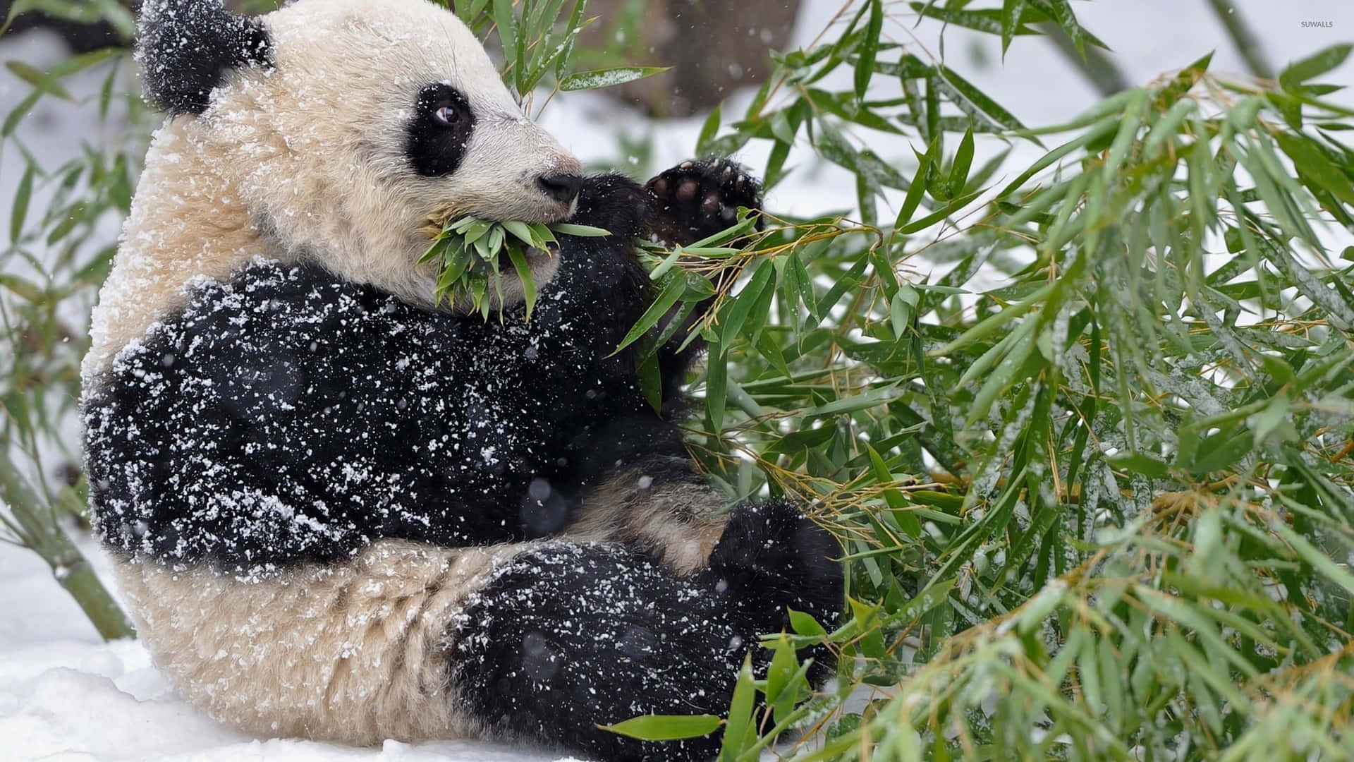 Giant Panda Sitting On Snow Background