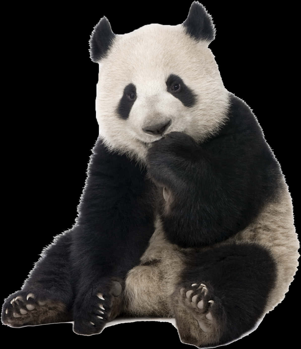 Giant Panda Sitting Portrait PNG