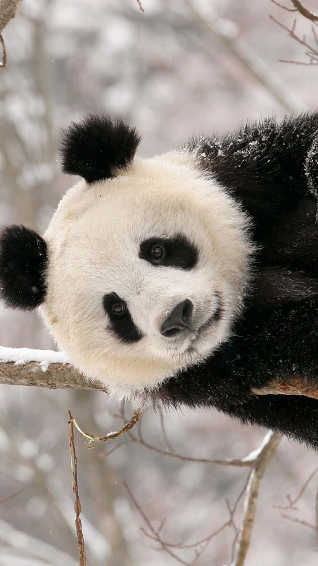 Giant Panda Snow Branches Background