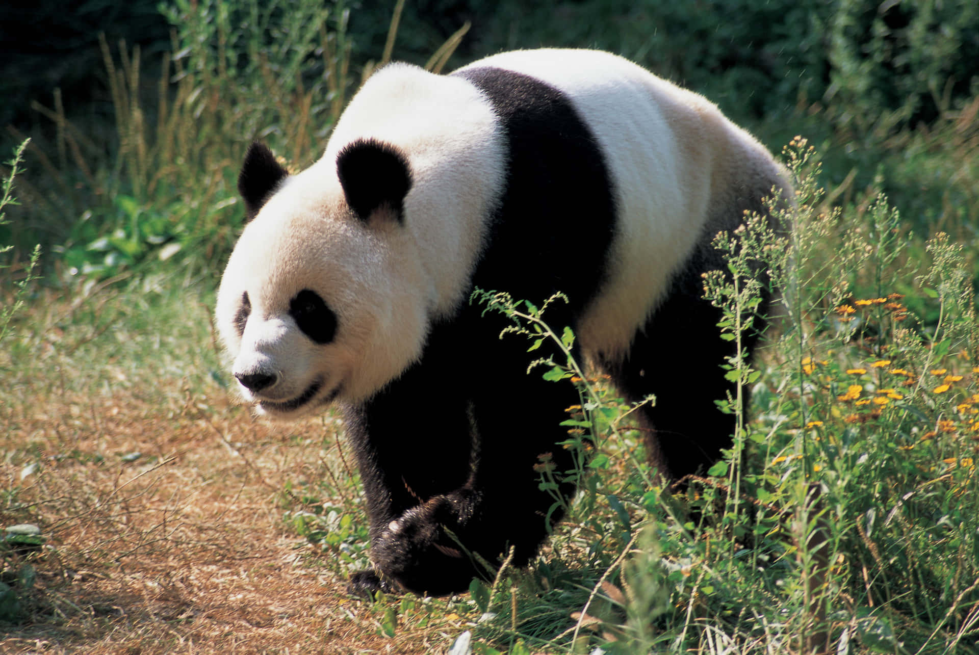 Giant Panda Tall Grasses Background