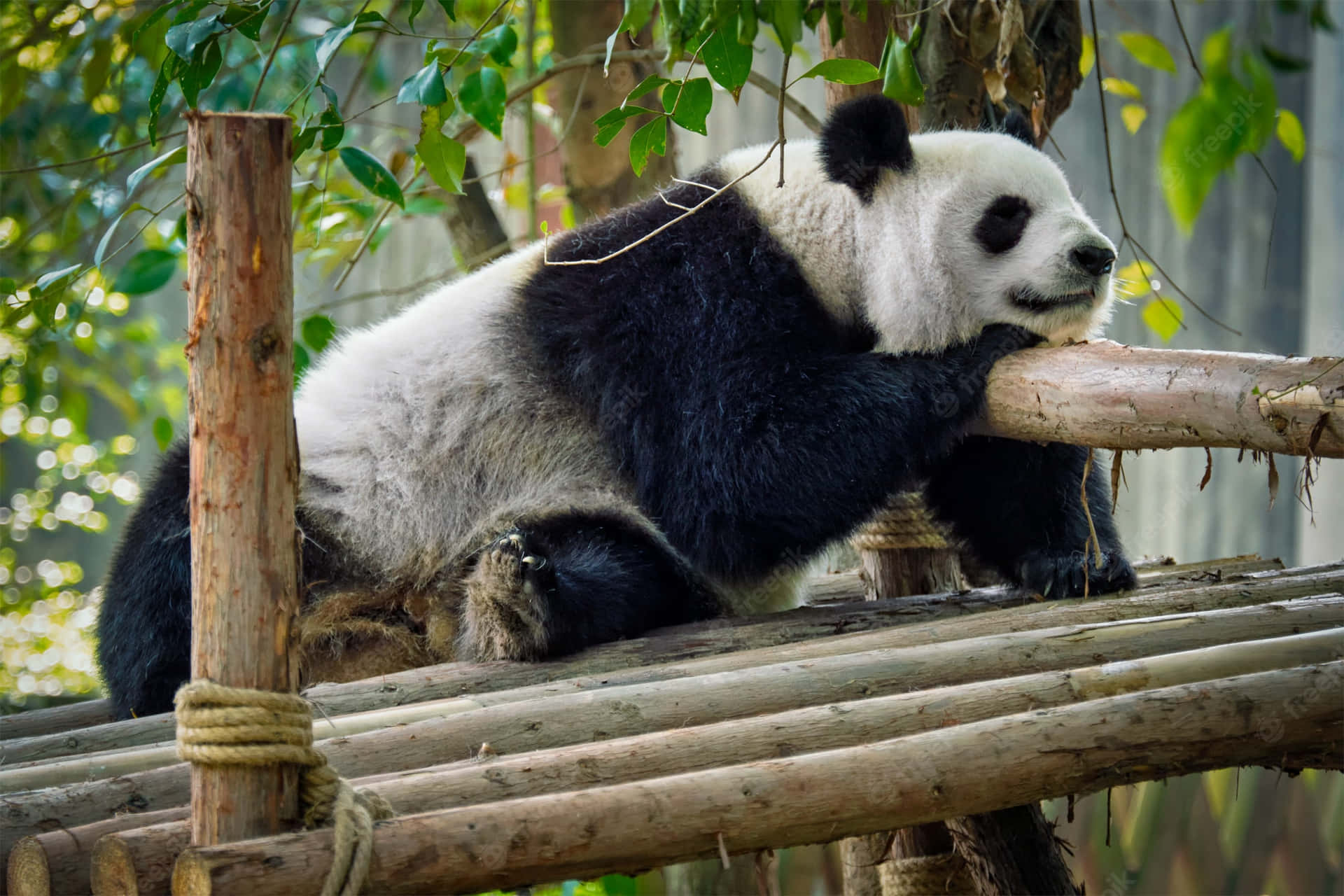 Giant Panda Wooden Raft Wallpaper