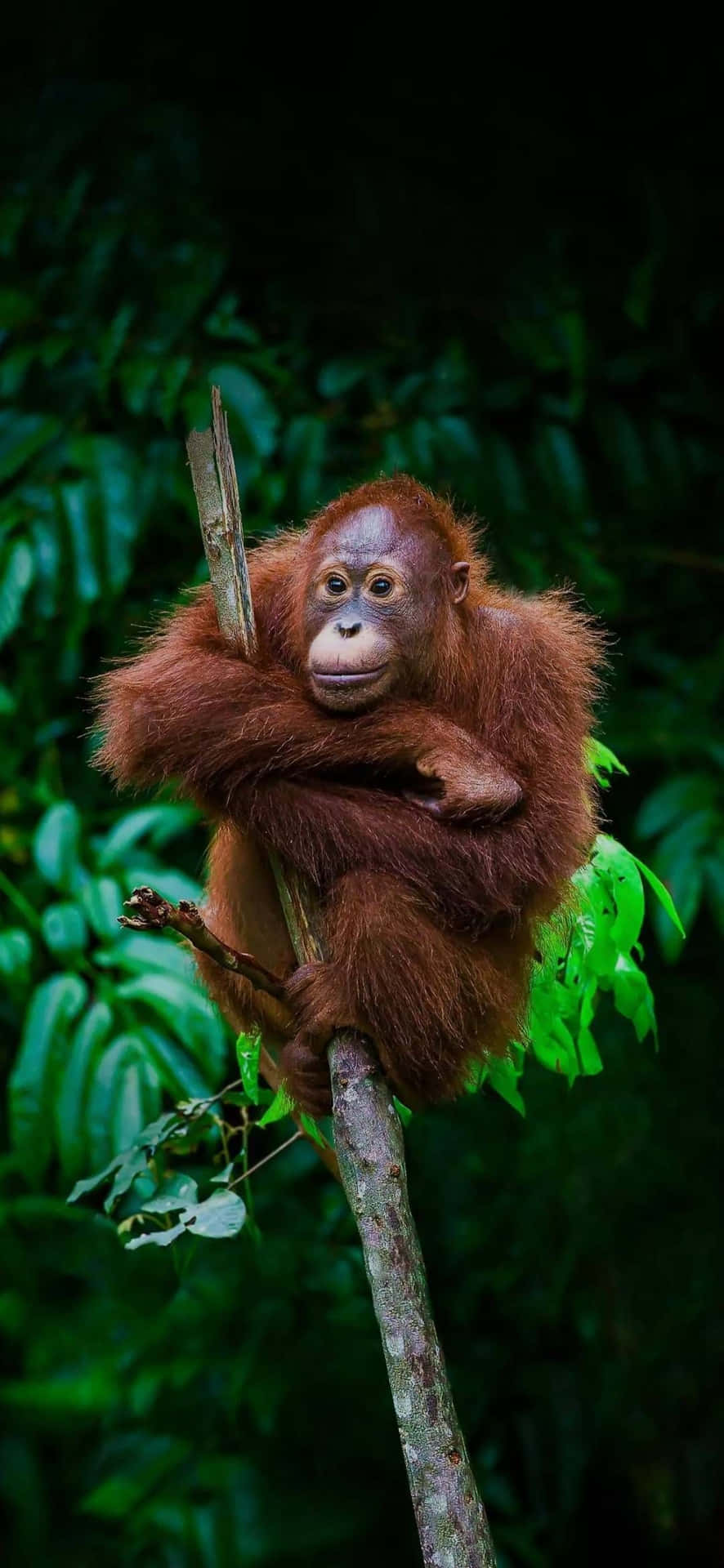 Abitantegigante Delle Foreste Pluviali: Orangutan. Sfondo