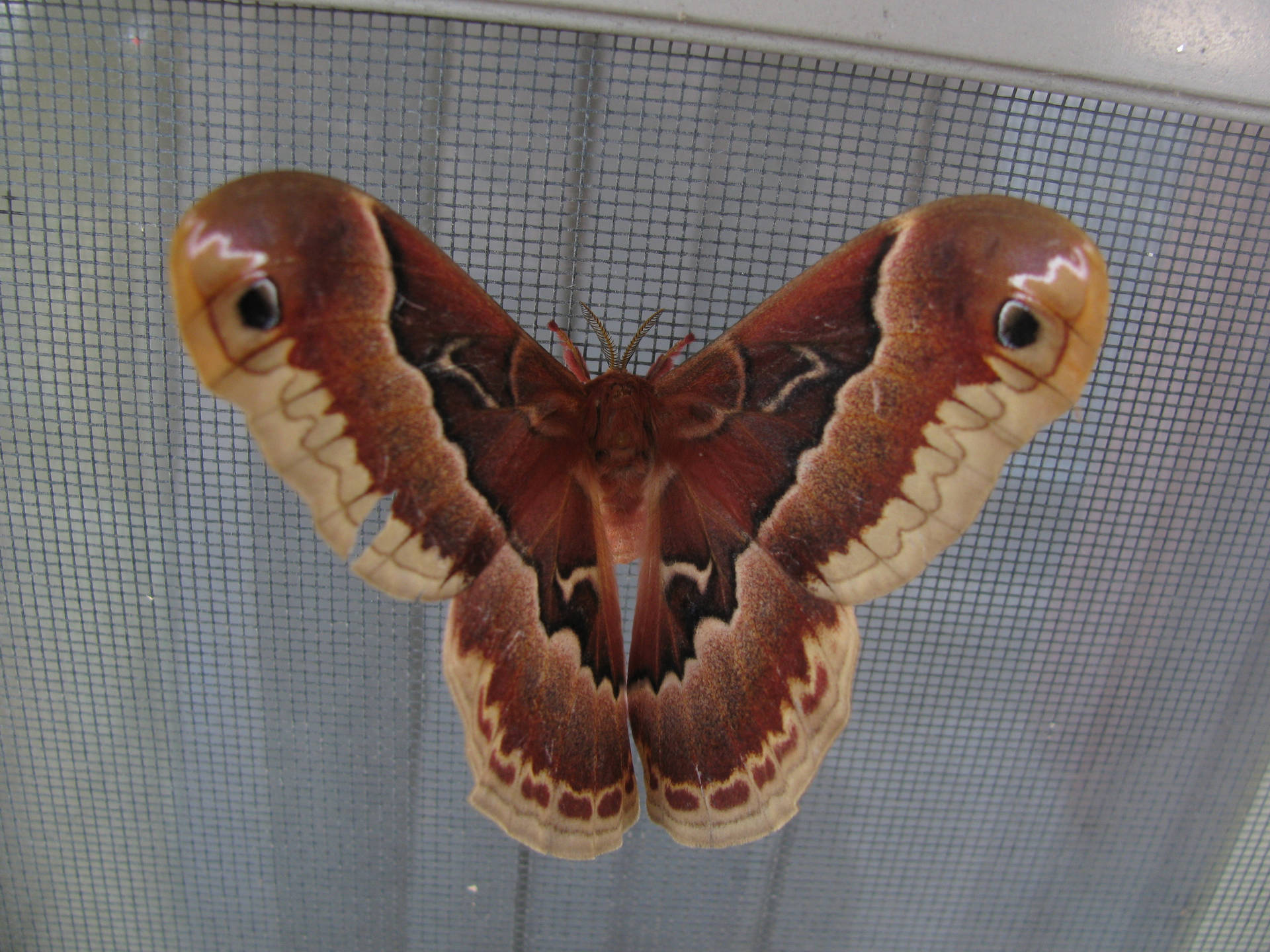 Grandemariposa Promethea Marrom-avermelhada Papel de Parede