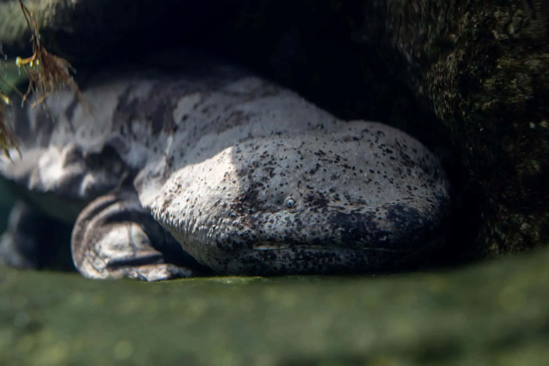 Download Giant Salamander Hiding Under Rock Wallpaper | Wallpapers.com