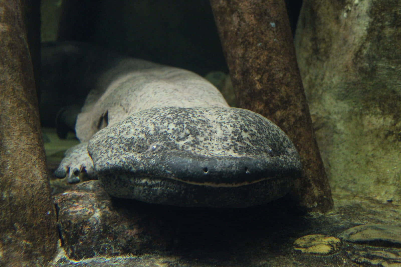 Giant Salamander Resting Underwater.jpg Wallpaper