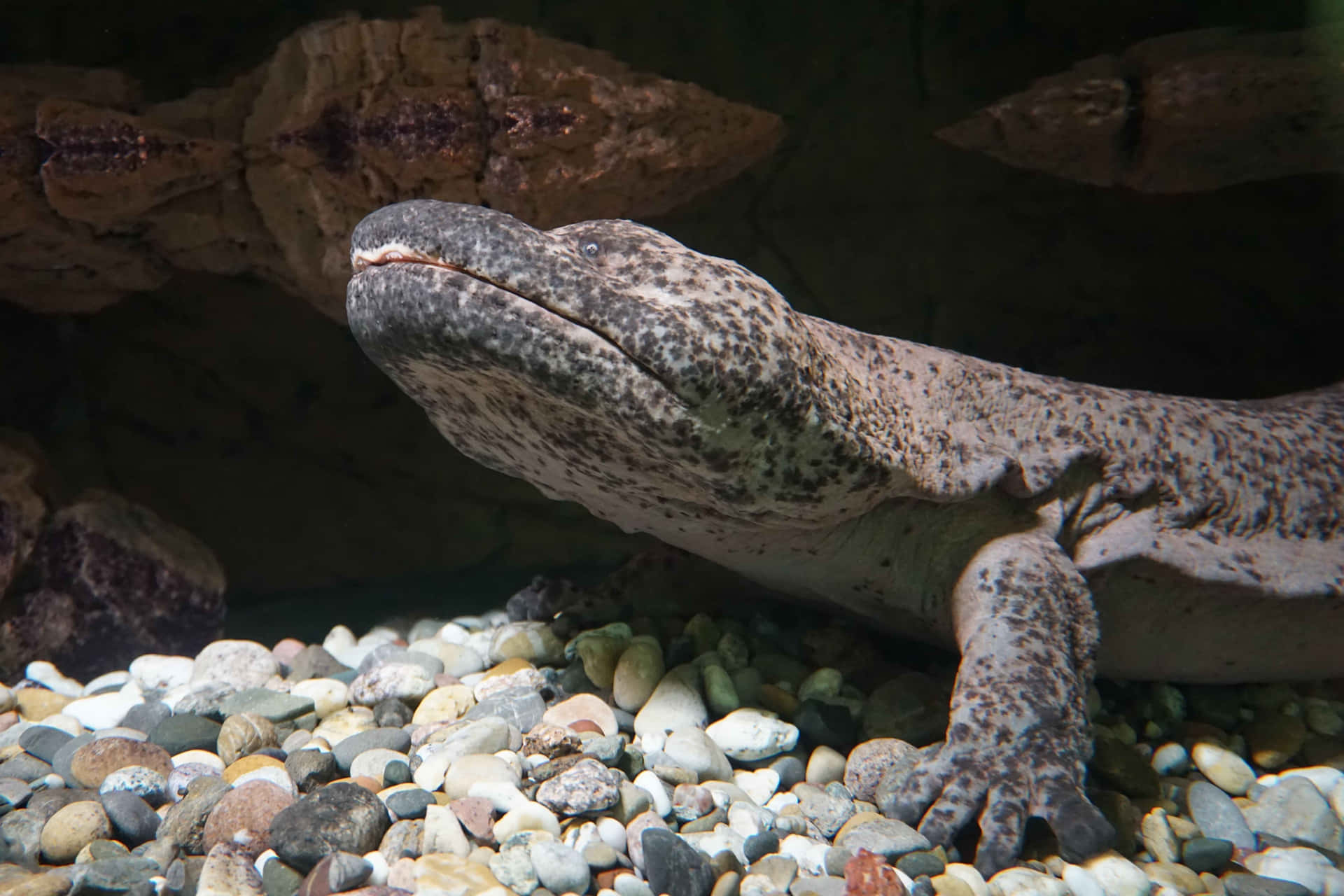 Download Giant Salamander Restingon Riverbed Wallpaper | Wallpapers.com