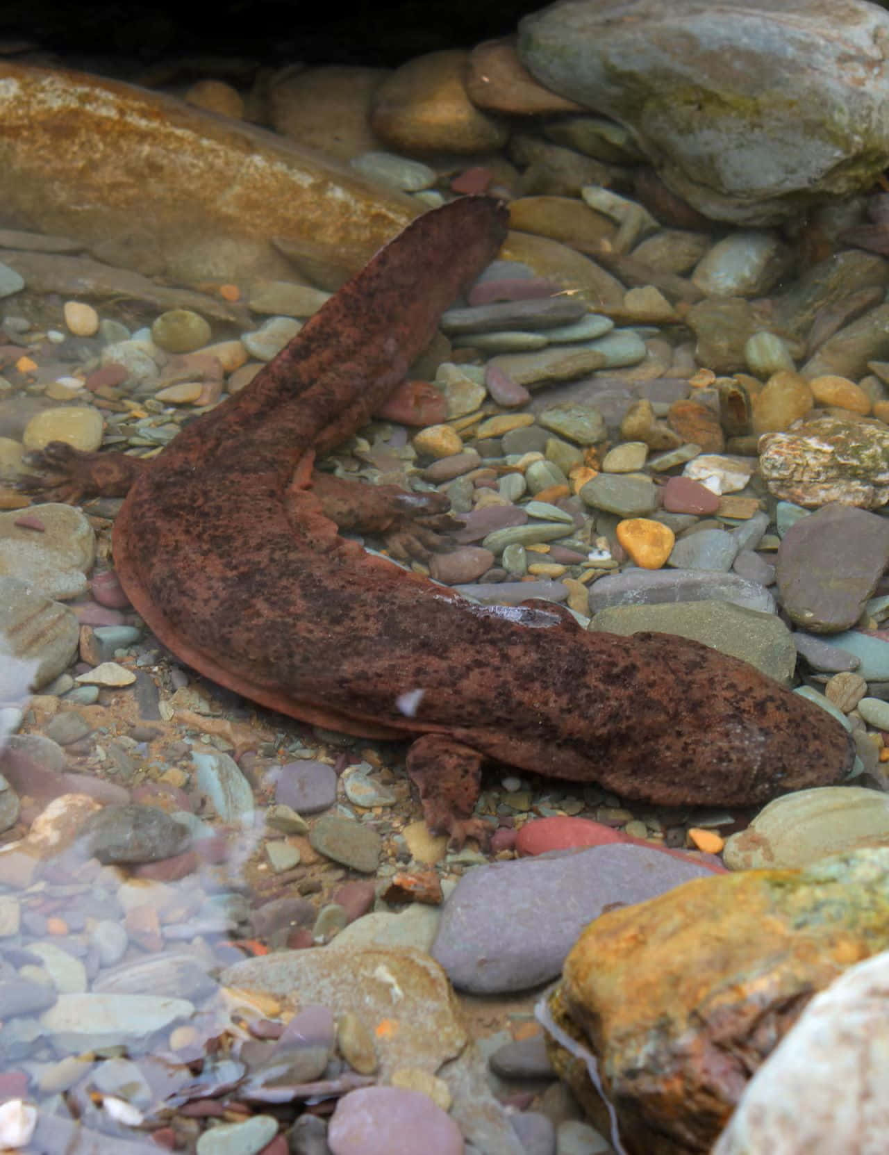 Giant Salamander Underwater Wallpaper