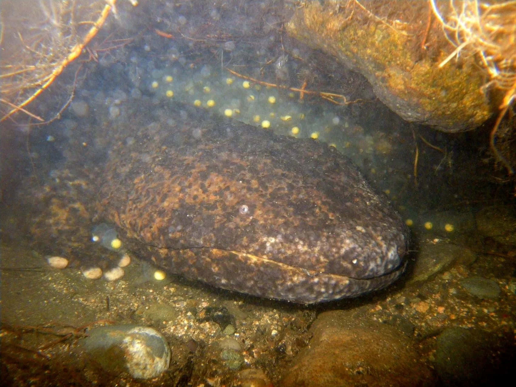 Giant Salamander Underwater Wallpaper