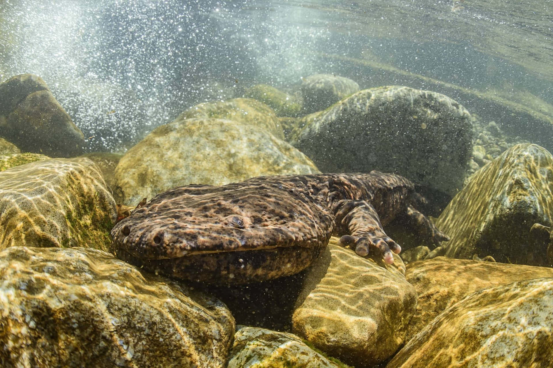 Giant Salamander Underwater Rocks Wallpaper