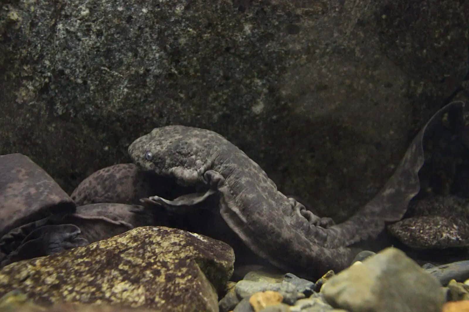 Giant Salamander Underwater Rocks Wallpaper