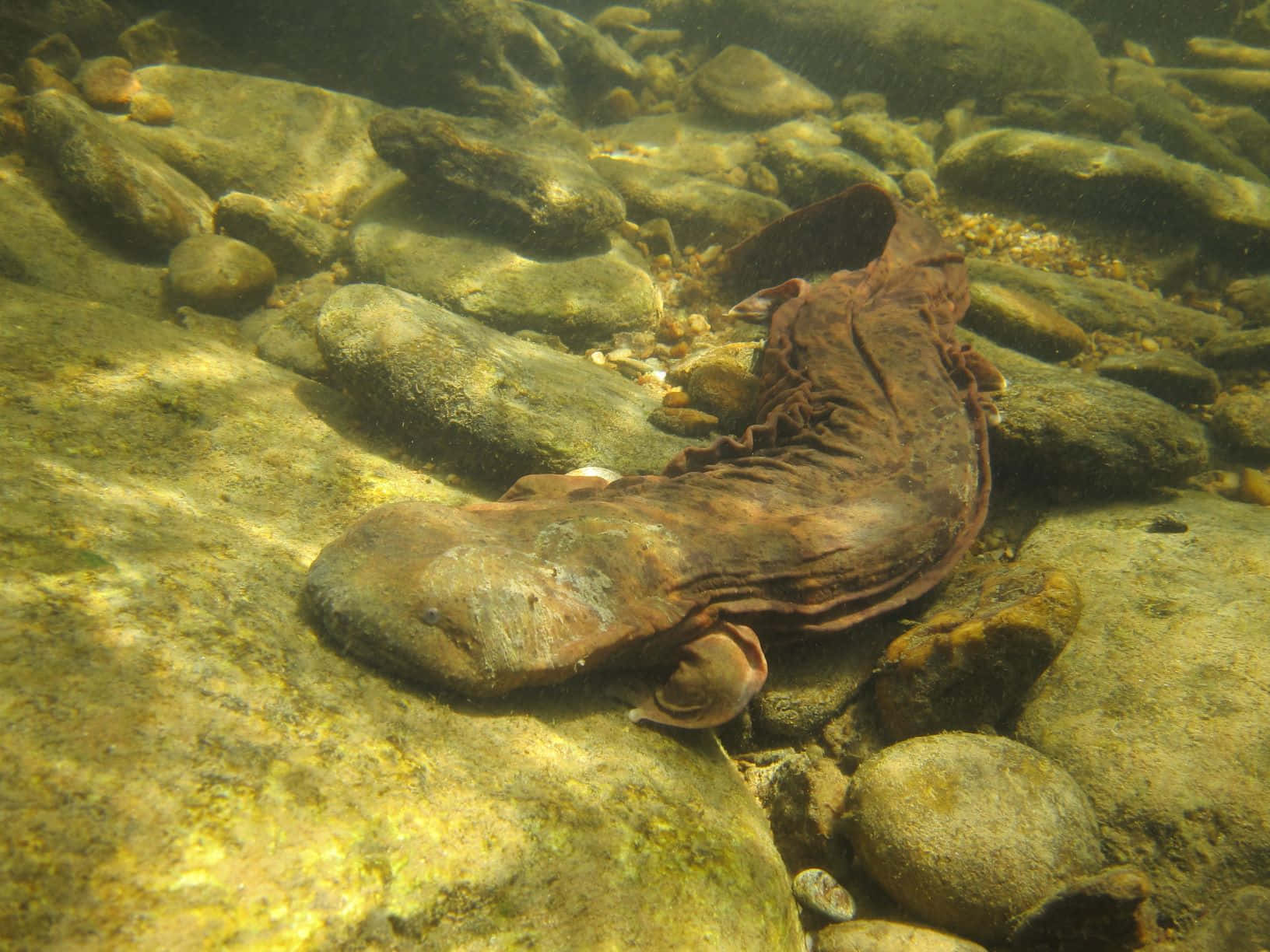 Giant Salamander Underwater Wallpaper