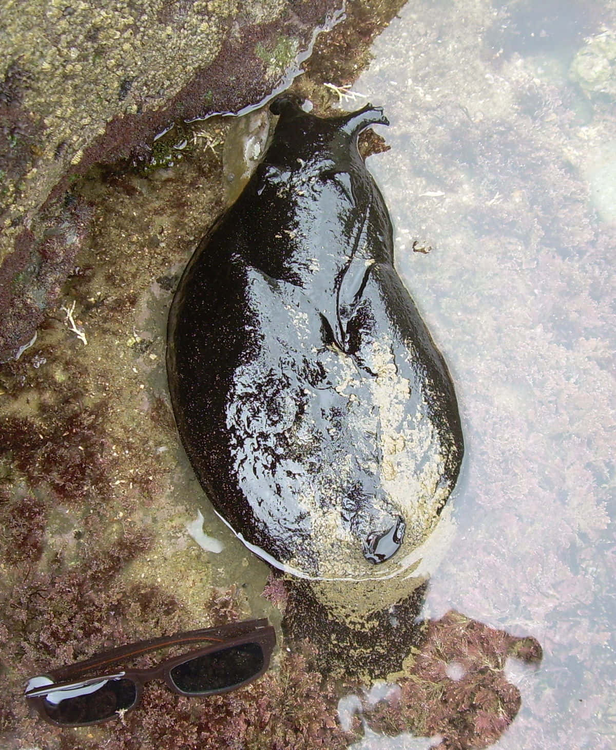 Giant Sea Slug Beside Sunglasses Wallpaper