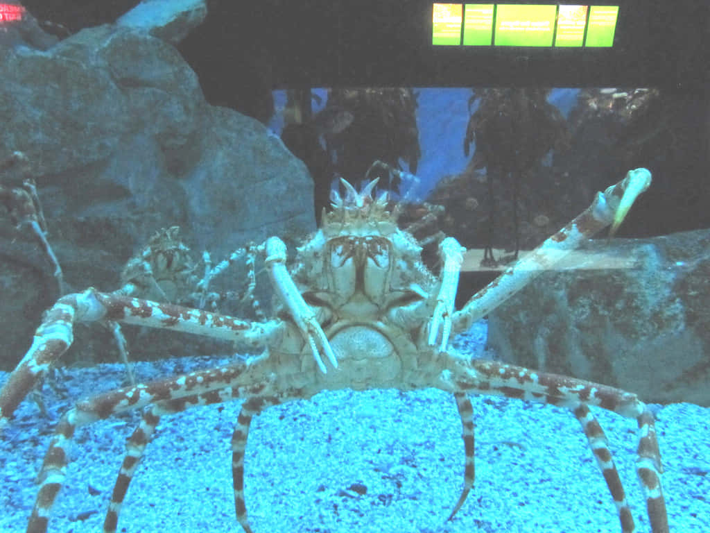 Giant Spider Crab Aquarium Display Wallpaper