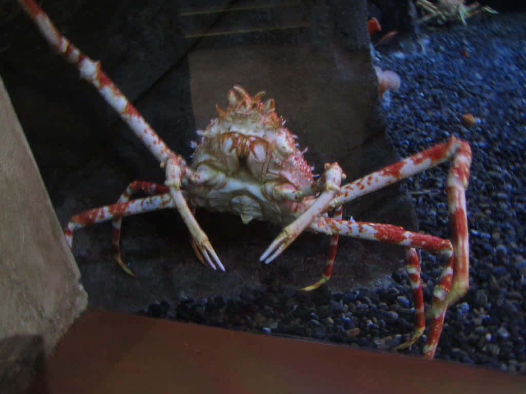 Giant Spider Crab Aquarium Display.jpg Wallpaper