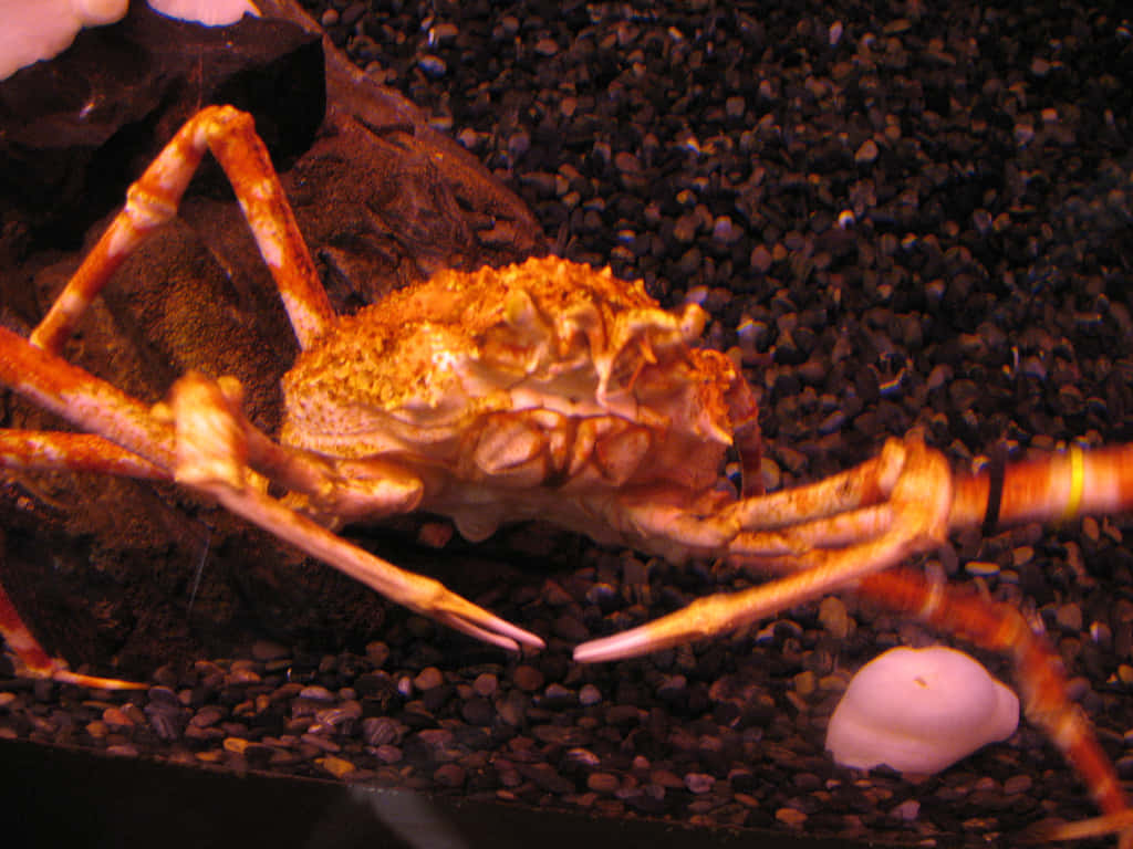 Giant_ Spider_ Crab_ Aquarium_ View.jpg Wallpaper