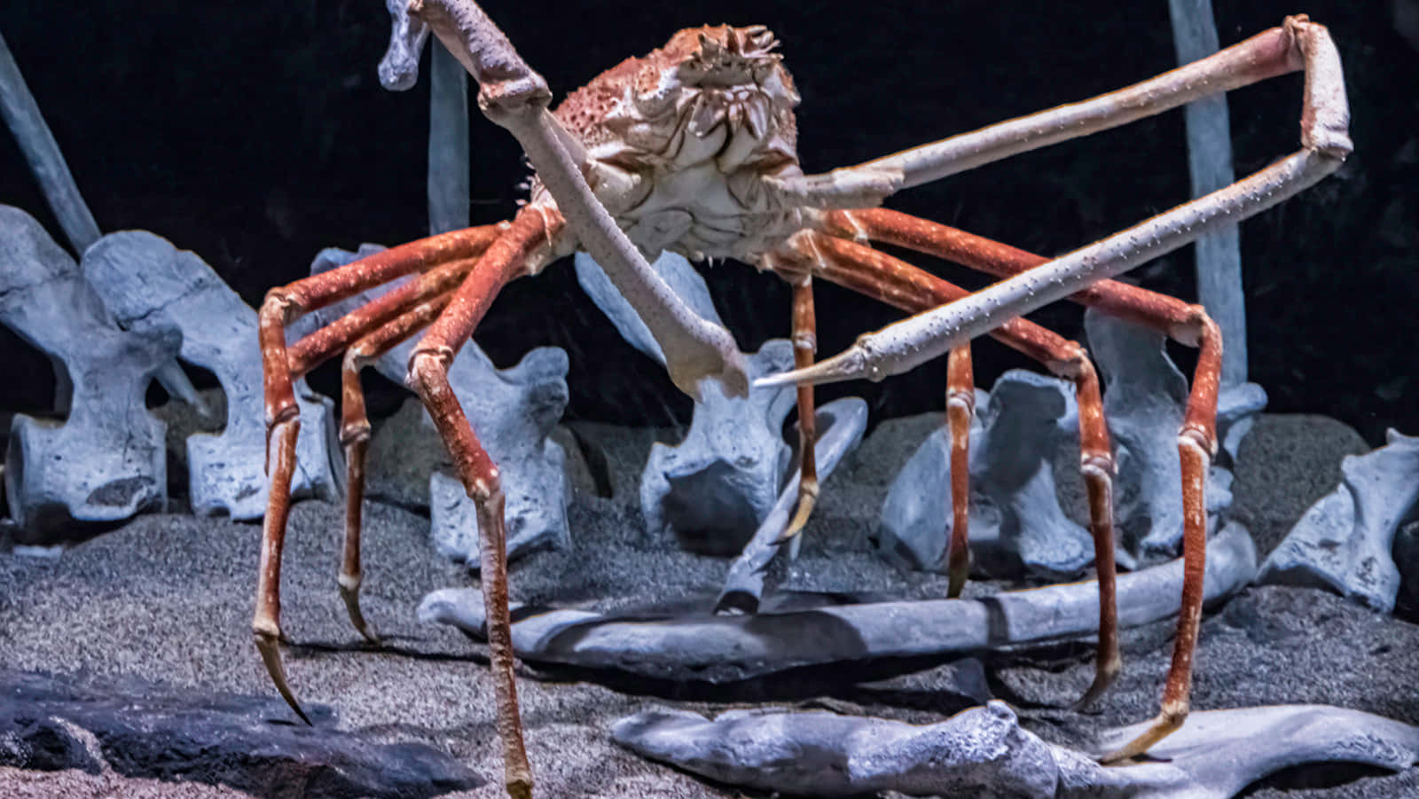 Giant Spider Crab Display Wallpaper