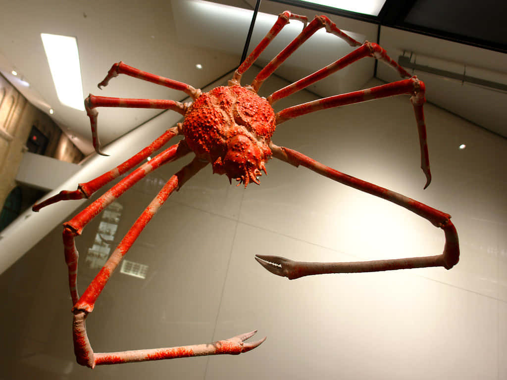 Giant Spider Crab Exhibit Wallpaper