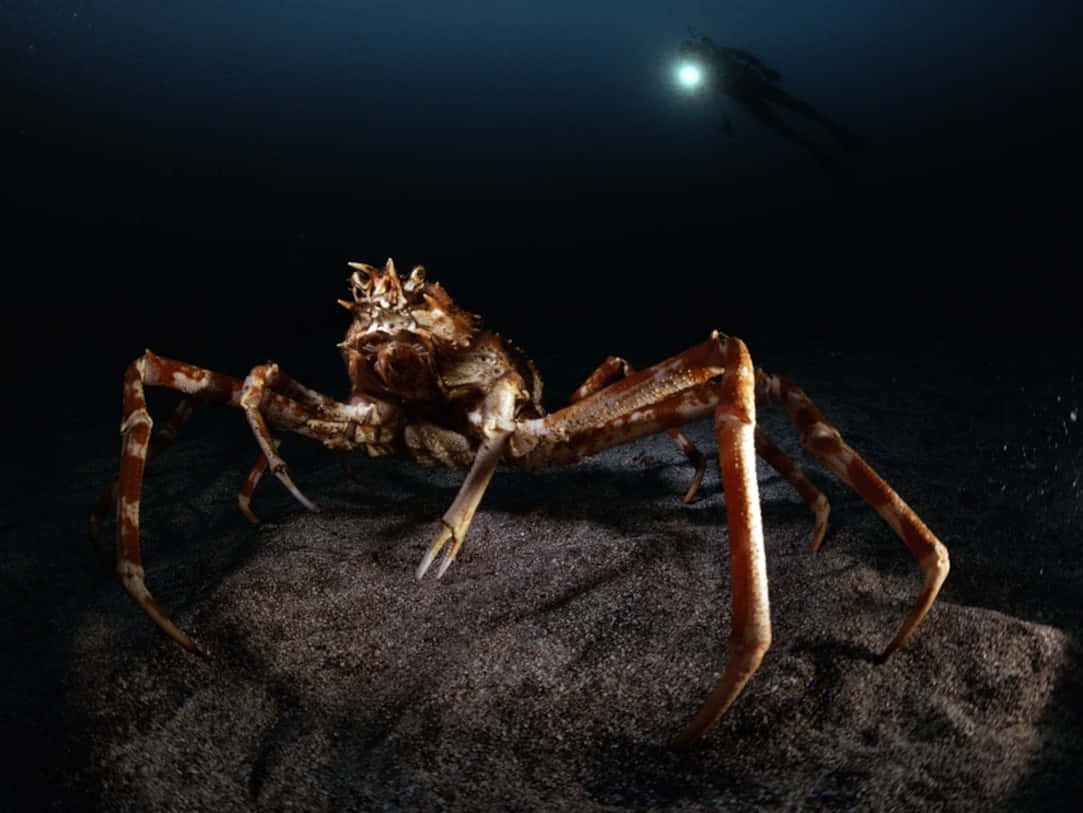 Giant_ Spider_ Crab_ Underwater Wallpaper