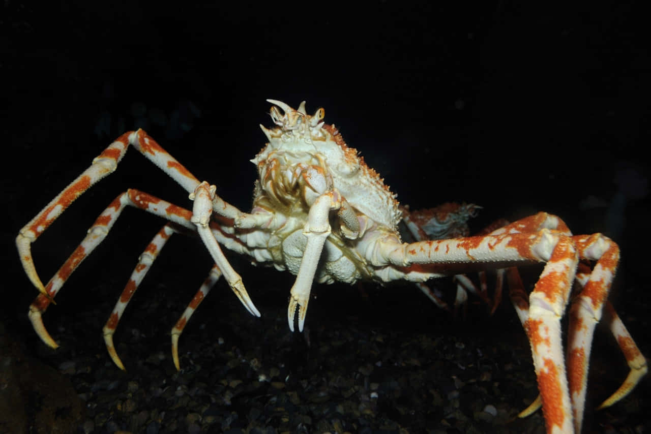 Giant Spider Crabin Aquatic Environment Wallpaper