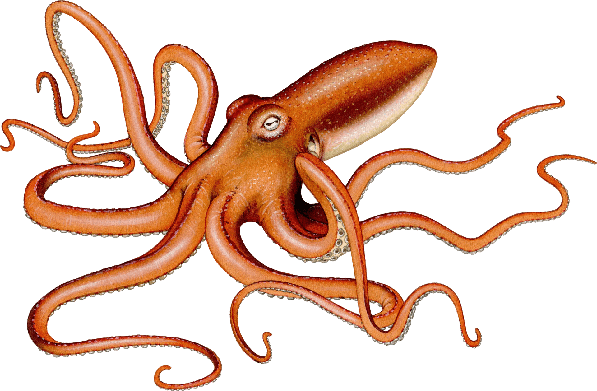 Giant Squid Illustration PNG