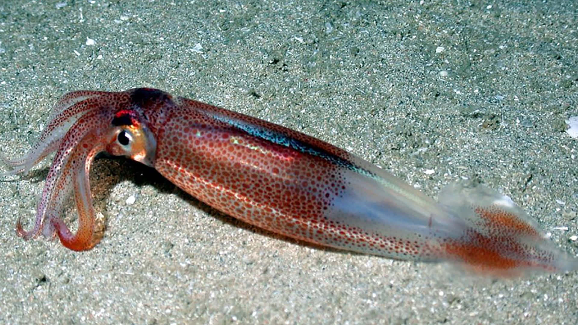 a squid with a red and white body