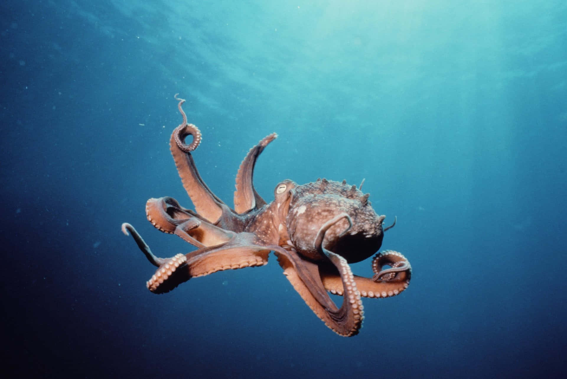 An Octopus Swimming In The Ocean