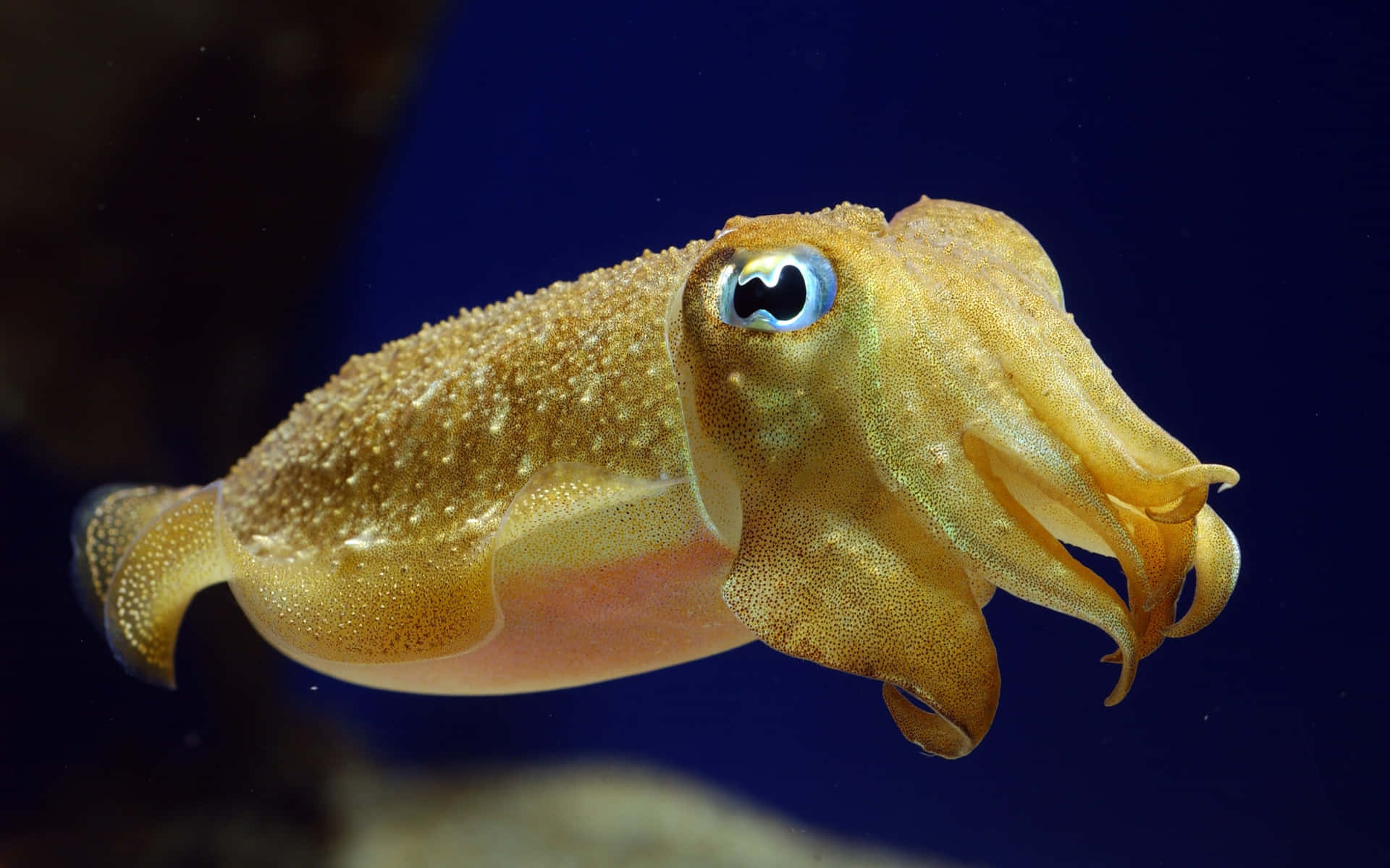 An intimidating Giant Squid lurking underwater