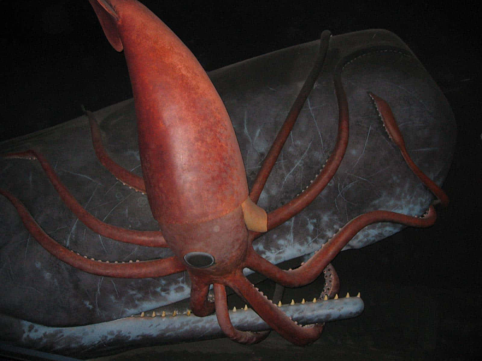 A rare glimpse of a giant squid