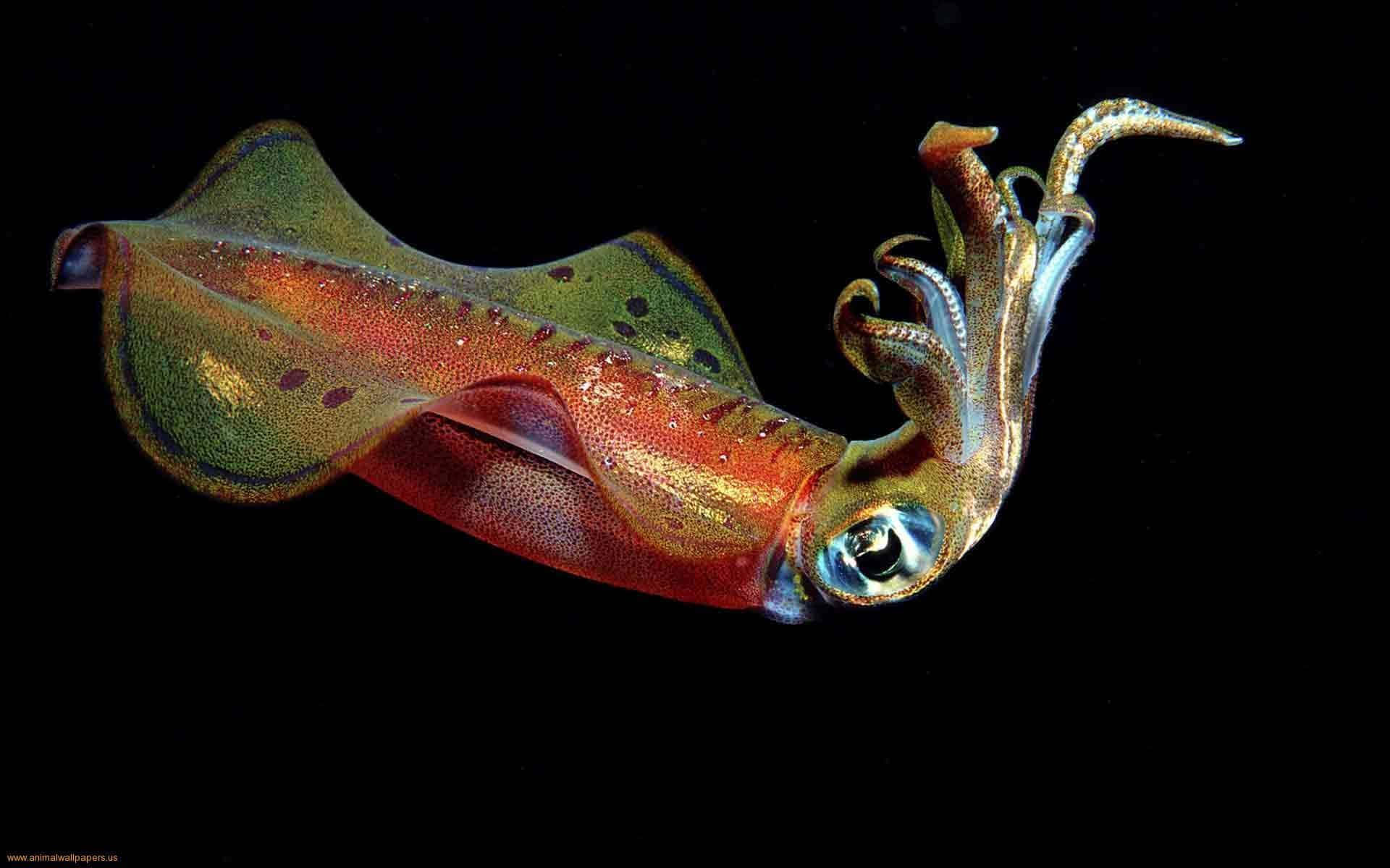 A Squid With A Long Tail And Orange Color