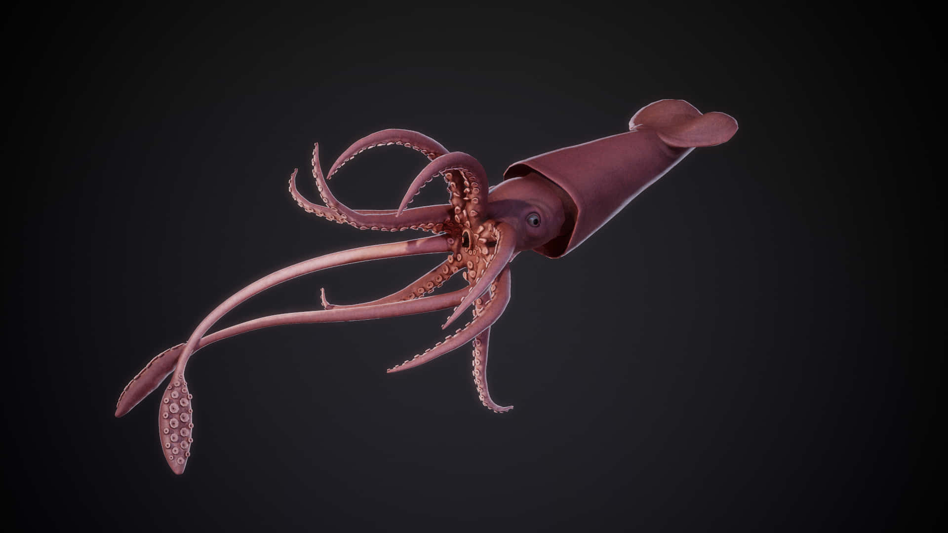 Image  A Giant Squid Lurking in an Ocean Depths