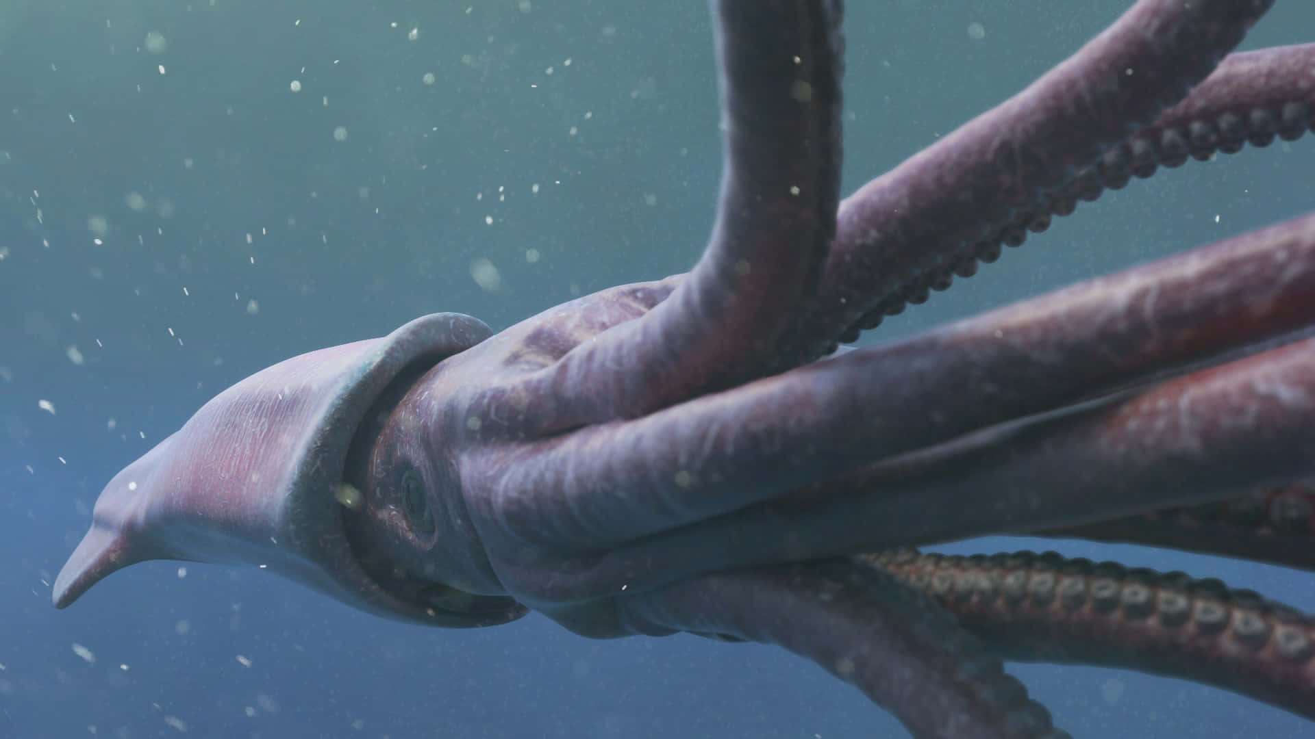 A Giant Squid Spotted Swimming in Oceans