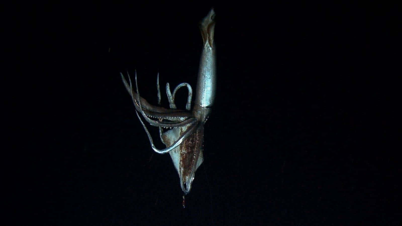 The Giant Squid, a mysterious and gargantuan sea creature