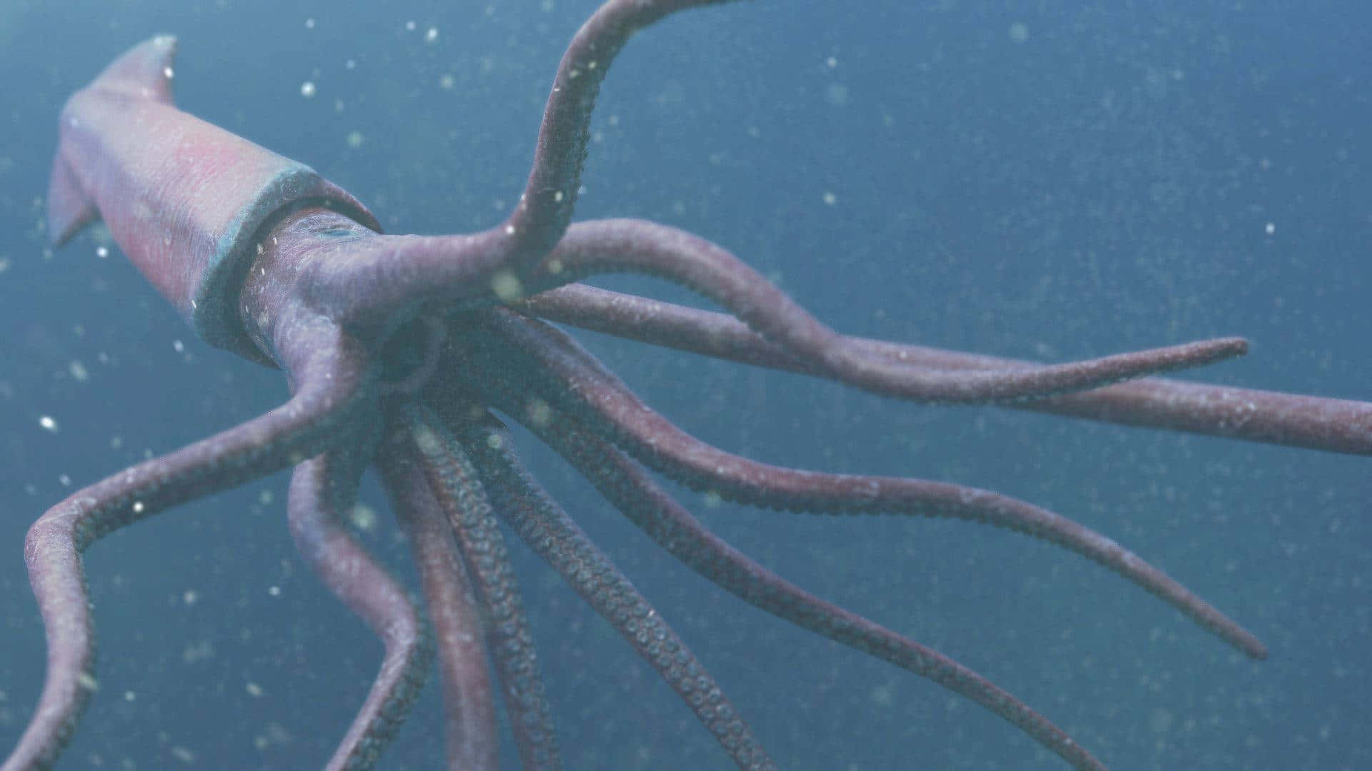 A giant squid is a giant, mysterious creature of the ocean.