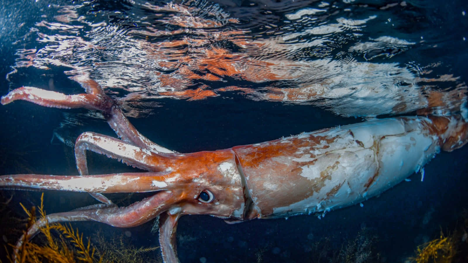 A Giant Squid Swimming in the Ocean