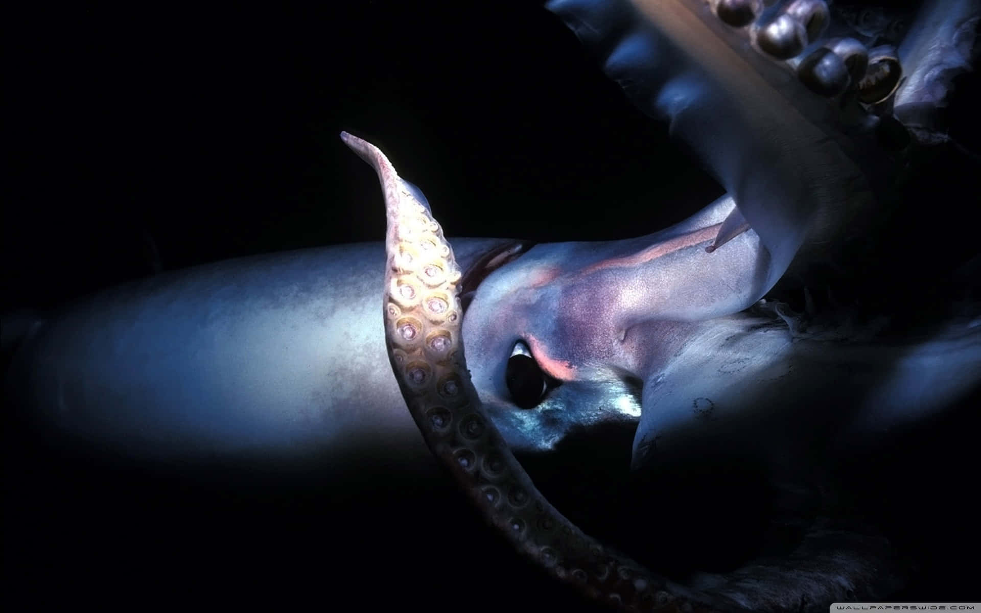 "A View of a Giant Squid from the Deep"