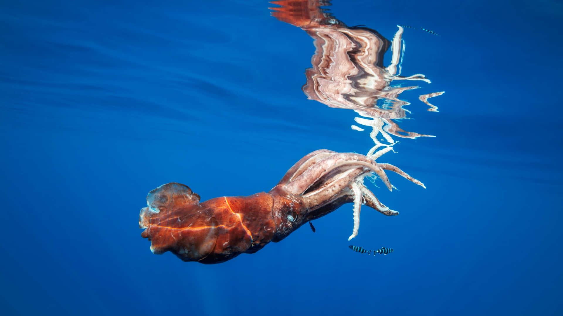 Giant Squid Underwater Wallpaper