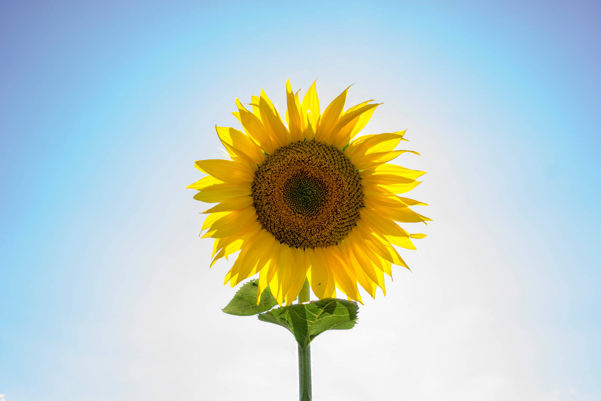 Giant Sunflower On A Sunny Day Background