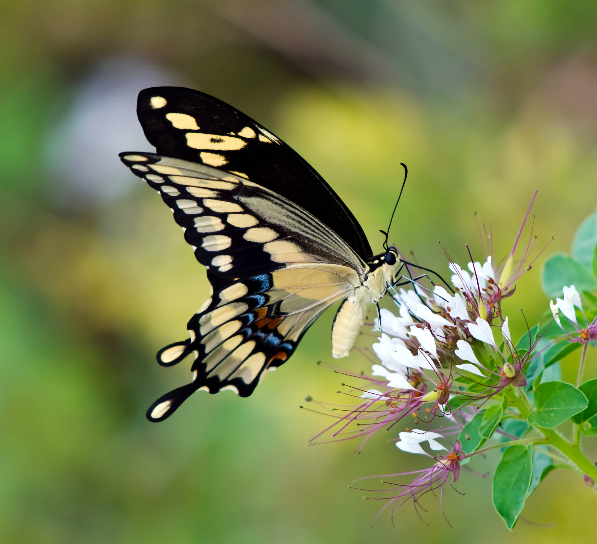 Mariposagigante Swallowtail En Flor Fondo de pantalla