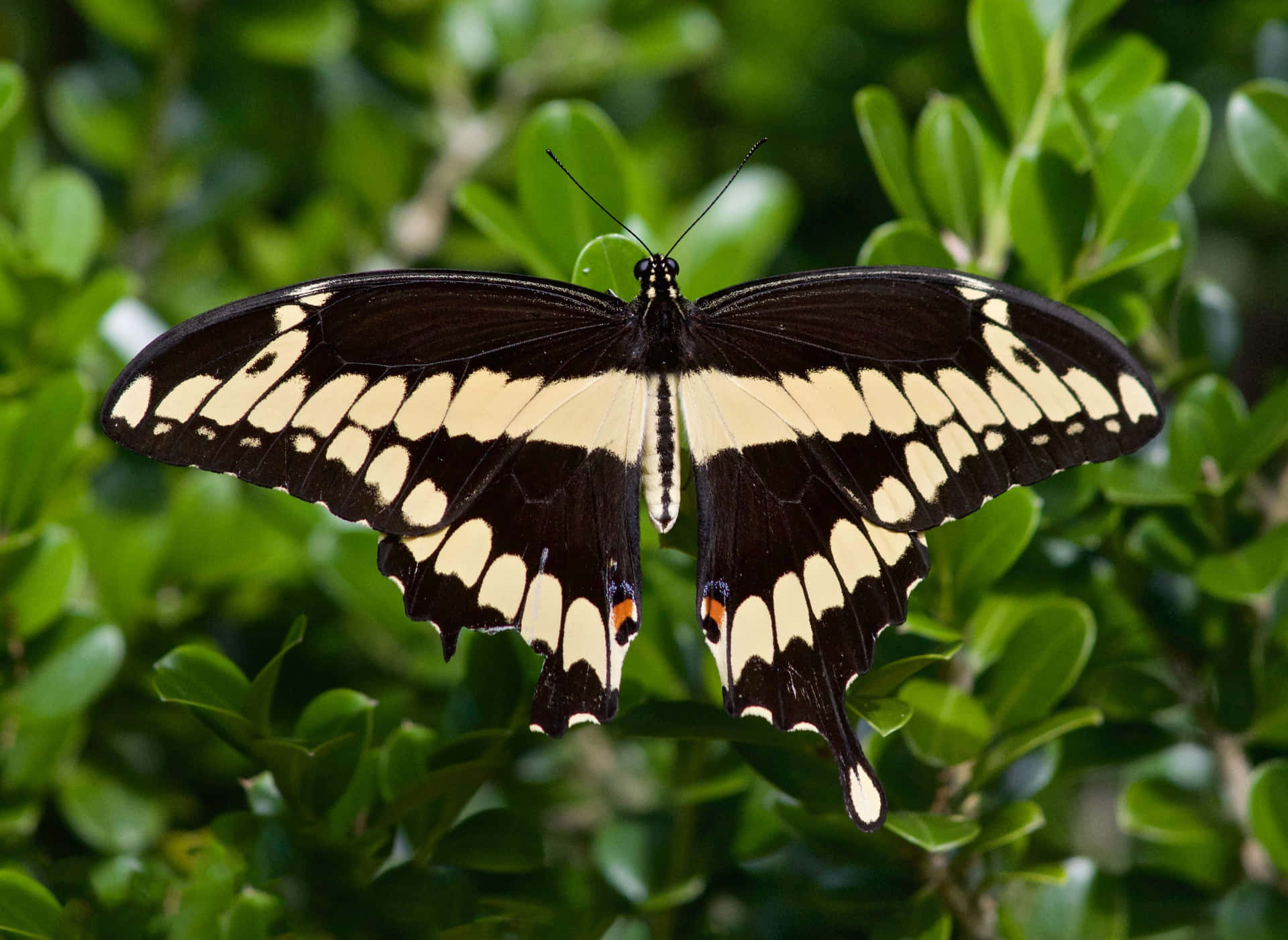 Giant Swallowtail Butterflyon Greenery Wallpaper