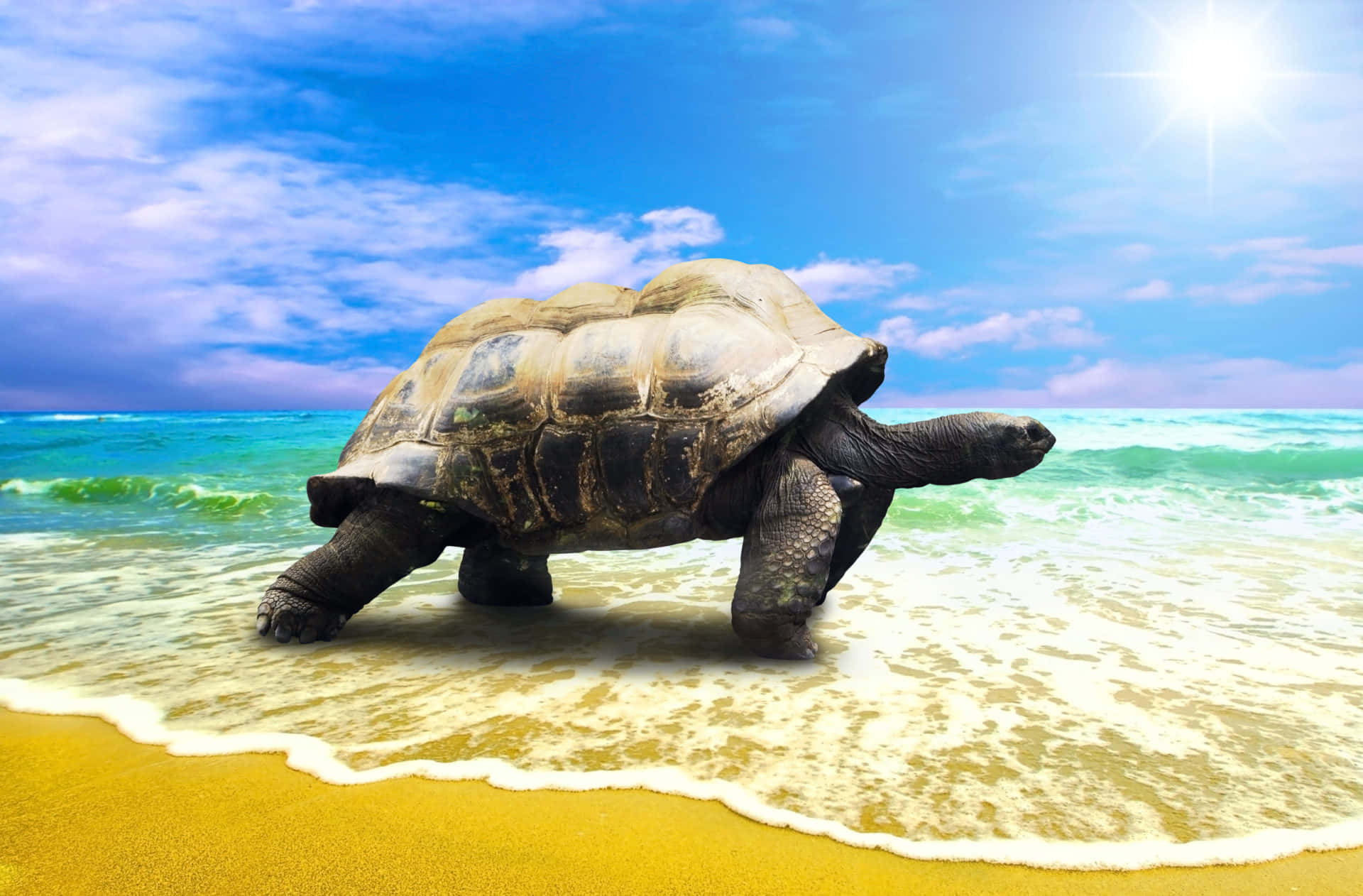 Giant Tortoise Approaching Sea Wallpaper