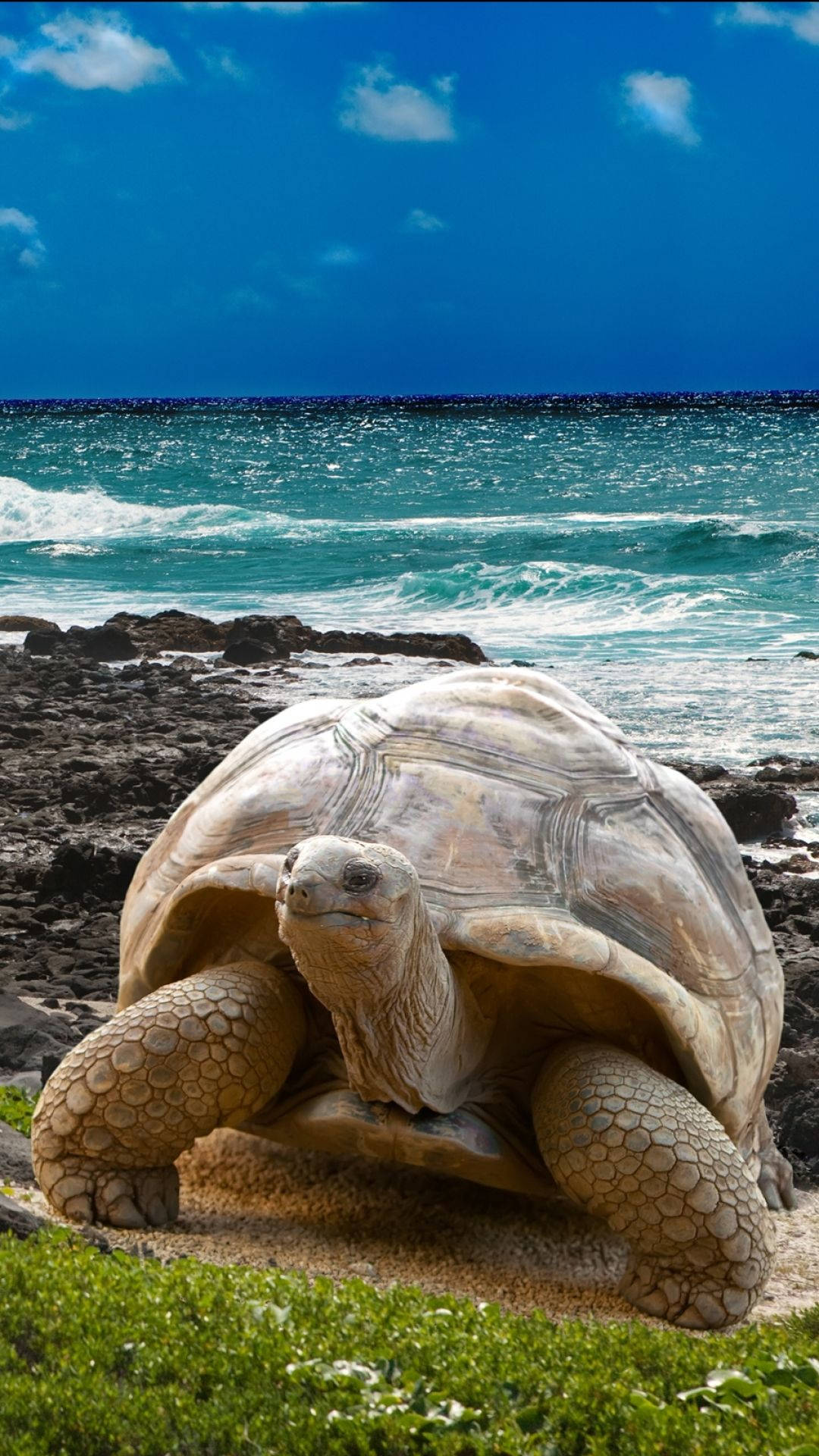 Giant Tortoise In Nature Aesthetic Wallpaper