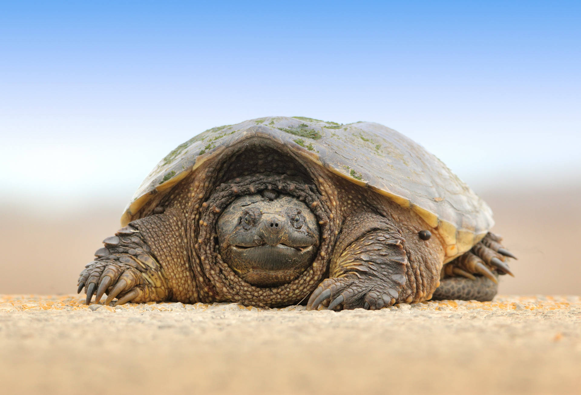 Stor skildpadde i ørkenen Wallpaper