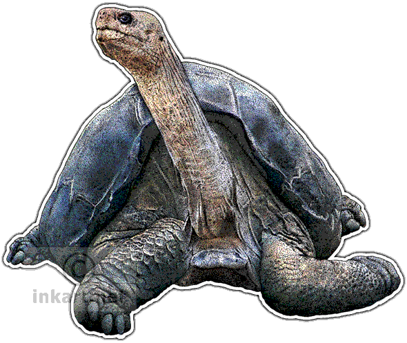 Giant Tortoise Portrait PNG