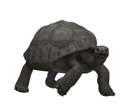 Giant Tortoisein Darkness PNG