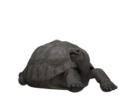 Giant Tortoiseon Black Background PNG