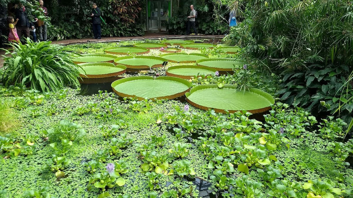 Giant Water Lilies At Botanic Garden Wallpaper