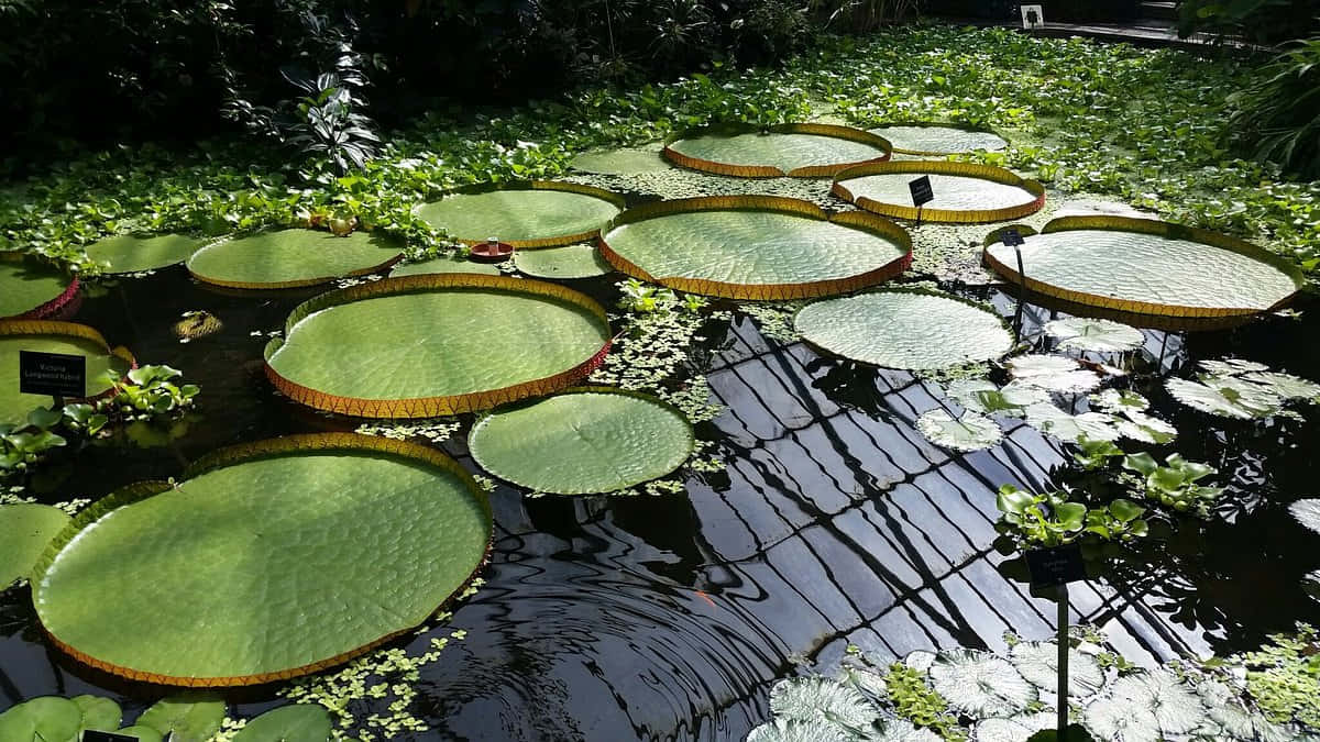 Giant_ Water_ Lilies_ Royal_ Botanic_ Garden_ Edinburgh.jpg Wallpaper