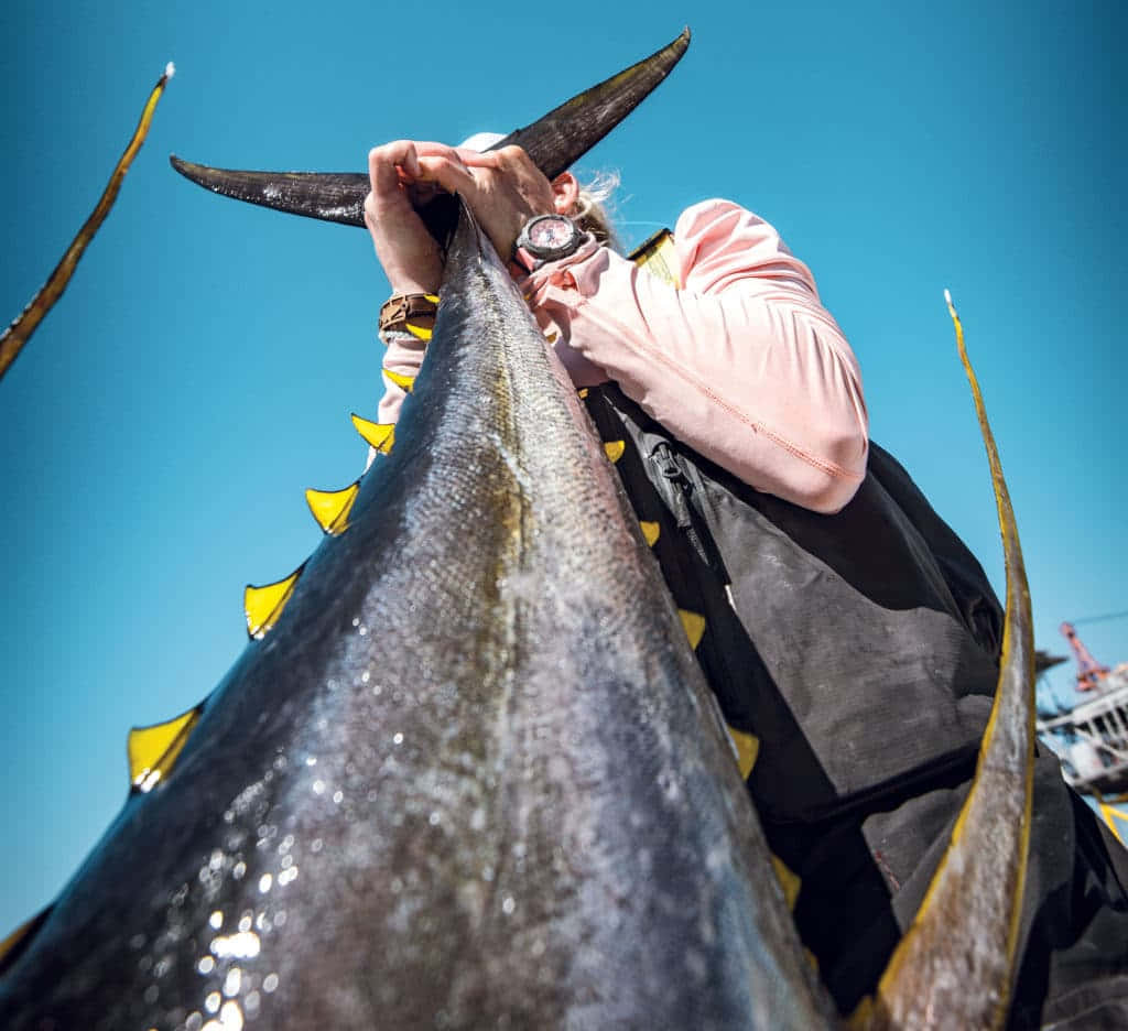 Giant Yellowfin Tuna Catch Wallpaper